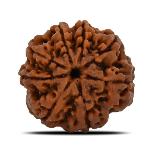 Natural 8 Mukhi (Eight Mukhi) Nepal Rudraksha GJSPC Certified 23.95 M.M.