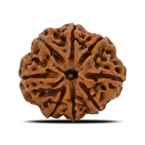 8 Mukhi Rudraksha (Nepal) 23.01 MM 