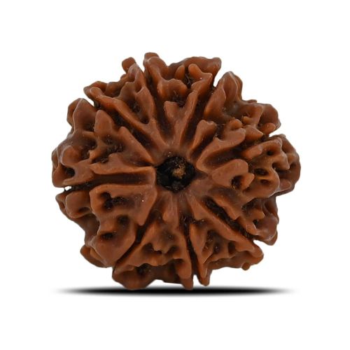 8 Mukhi Rudraksha (Nepal) 22.91 MM 