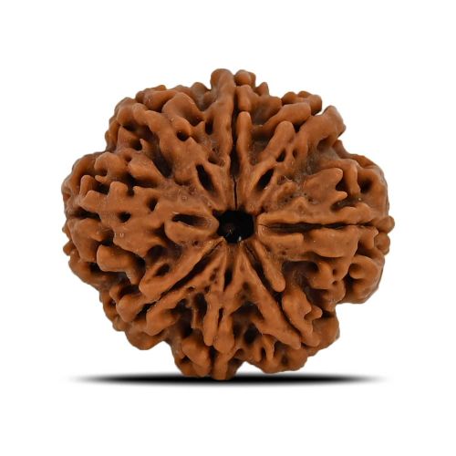 8 Mukhi Rudraksha (Nepal) 24.83 MM 