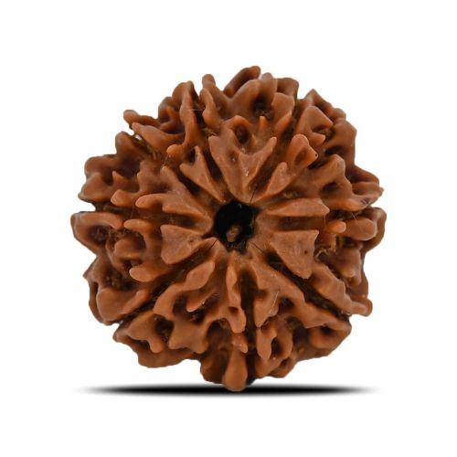 8 Mukhi Rudraksha (Nepal) 24.51 MM 