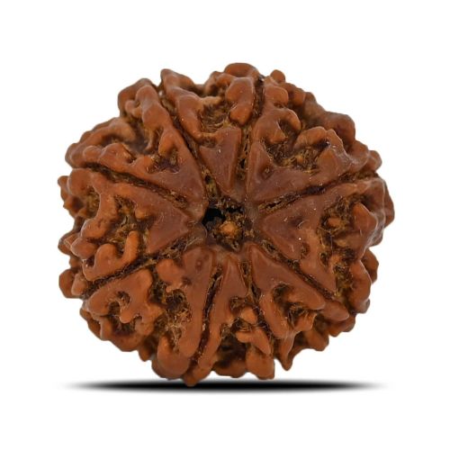 8 Mukhi Rudraksha (Nepal) 23.49 MM 