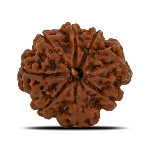 8 Mukhi Rudraksha (Nepal) 26.17 MM 