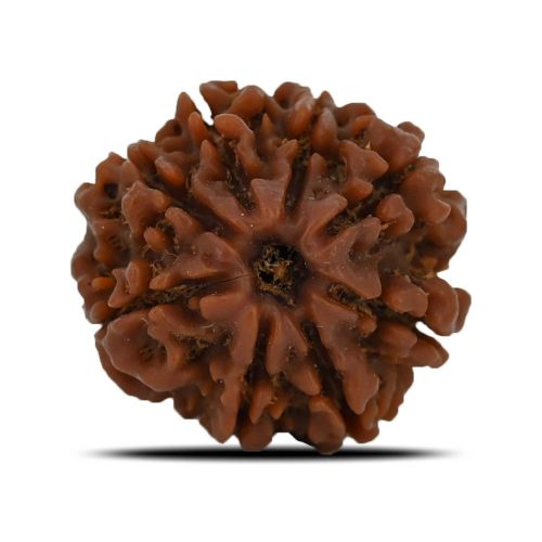 8 Mukhi Rudraksha (Nepal) 23.02 MM 