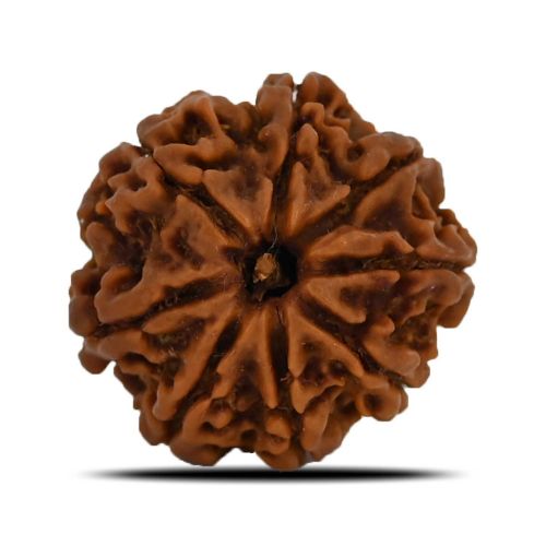 8 Mukhi Rudraksha (Nepal) 23.54 MM 