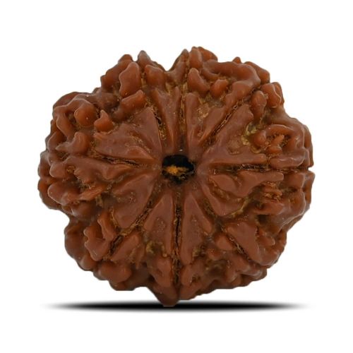 8 Mukhi Rudraksha (Nepal) 24.61 MM 