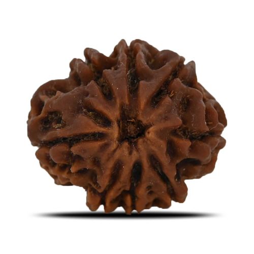 8 Mukhi Rudraksha (Nepal) 25.19 MM 