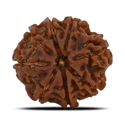 8 Mukhi Rudraksha (Nepal) 24.23 MM 