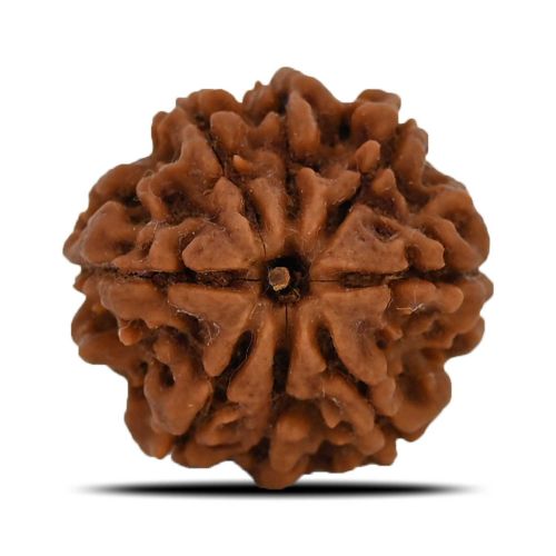 8 Mukhi Rudraksha (Nepal) 23.33 MM 