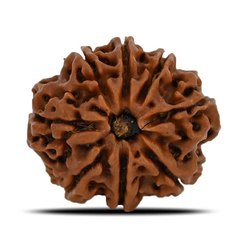 8 Mukhi Rudraksha (Nepal) 23.93 MM 