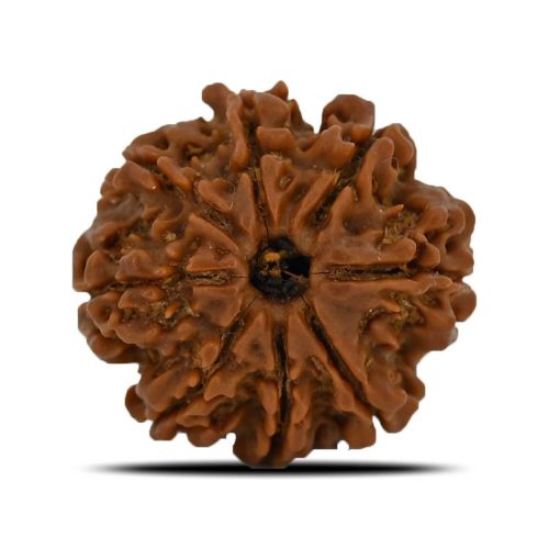 8 Mukhi Rudraksha (Nepal) 23.93 MM 