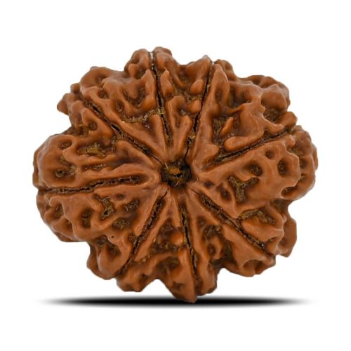 Natural 8 Mukhi (Eight Mukhi) Nepal Rudraksha GJSPC Certified 24.95 M.M.