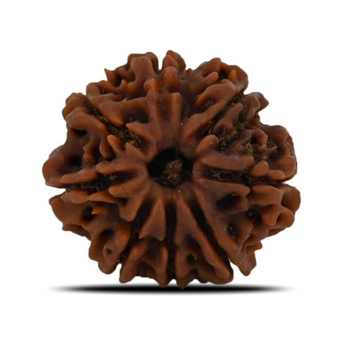 Natural 8 Mukhi (Eight Mukhi) Nepal Rudraksha GJSPC Certified 27.37 M.M.