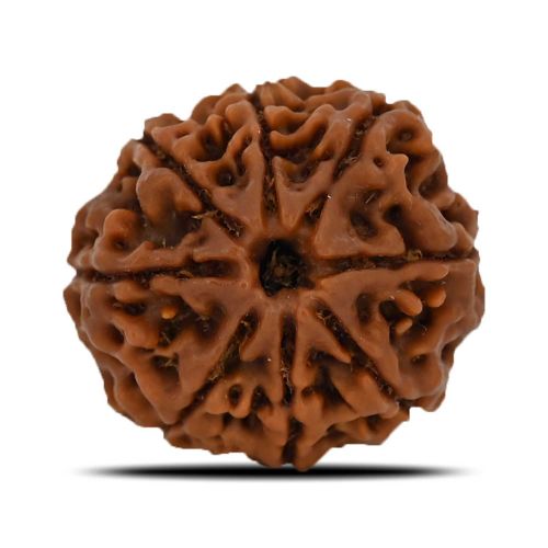 8 Mukhi Rudraksha (Nepal) 23.19 MM 