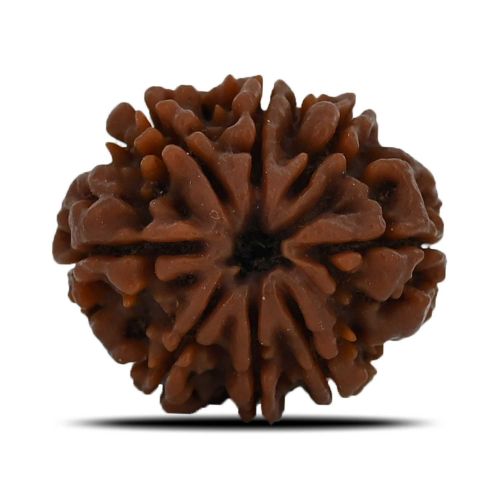 8 Mukhi Rudraksha (Nepal) 23.69 MM 