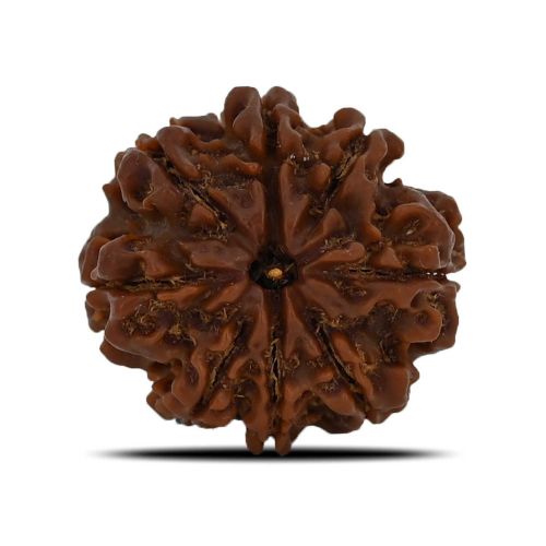 8 Mukhi Rudraksha (Nepal) 23.37 MM 