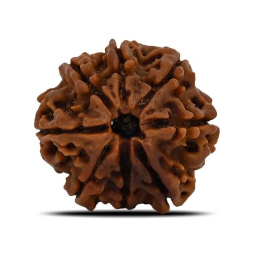 8 Mukhi Rudraksha (Nepal) 23.92 MM 