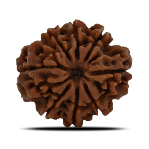 8 Mukhi Rudraksha (Nepal) 24.66 MM 