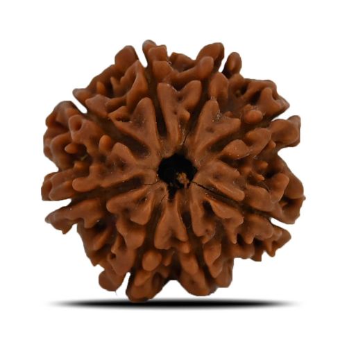 8 Mukhi Rudraksha (Nepal) 23.9 MM 