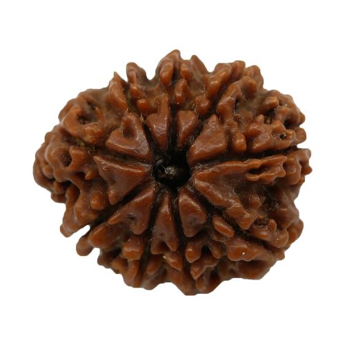 Natural 9 Mukhi Nepali Rudraksha Collector Size (Nine Mukhi) 25.11 M.M.