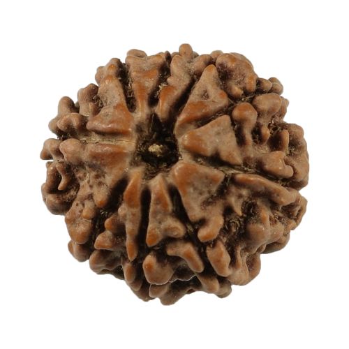 9 Mukhi Rudraksha (Nepal) 19.21 MM