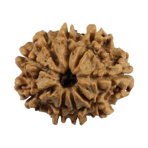 9 Mukhi Rudraksha (Nepal) 22.92 MM