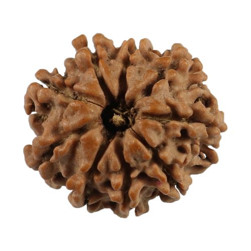 9 Mukhi Rudraksha (Nepal) 20.25 MM