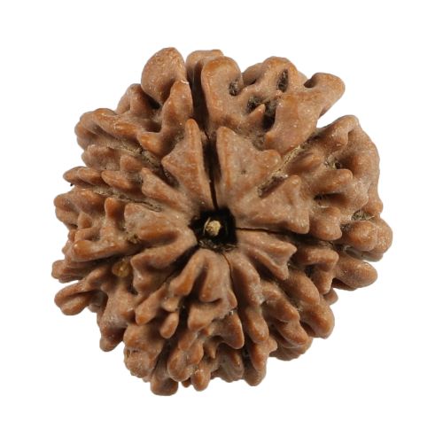 9 Mukhi Rudraksha (Nepal) 20.11 MM