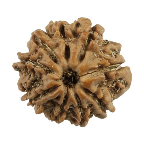 9 Mukhi Rudraksha (Nepal) 19.02 MM