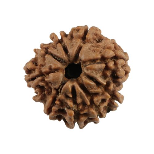 9 Mukhi Rudraksha (Nepal) 21.64 MM