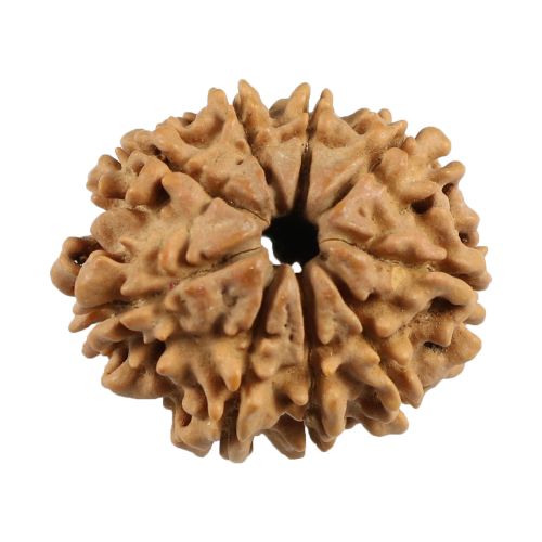 9 Mukhi Rudraksha (Nepal) 23.19 MM