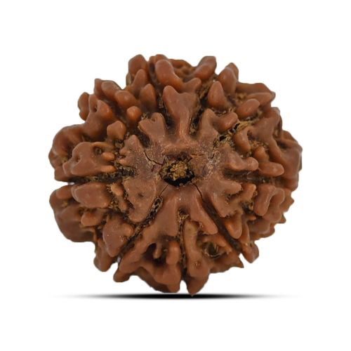 9 Mukhi Rudraksha 23.11 M.M.