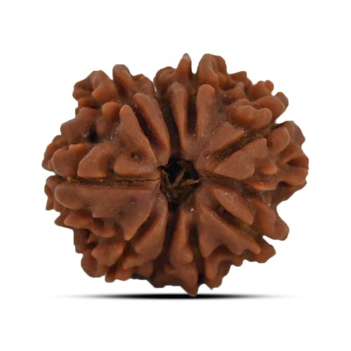 9 Mukhi Rudraksha 21.52 M.M.