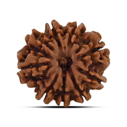 9 Mukhi Rudraksha (Nepal) 20.03 MM