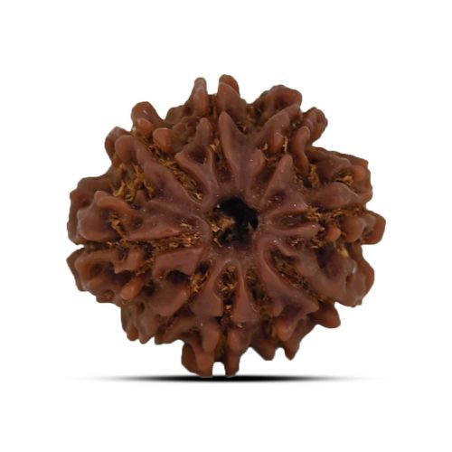 9 Mukhi Rudraksha 21.65 M.M.