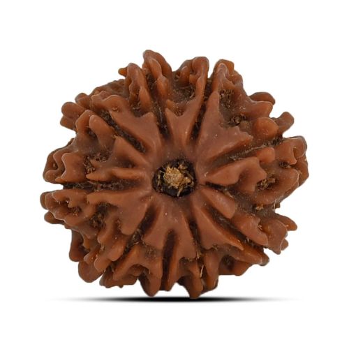 9 Mukhi Rudraksha (Nepal) 20.56 MM