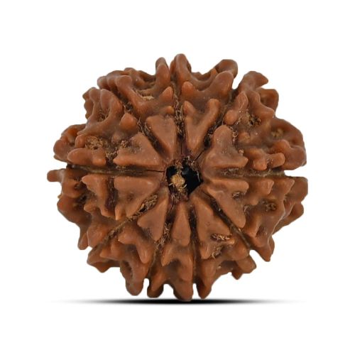 9 Mukhi Rudraksha 22.53 M.M.