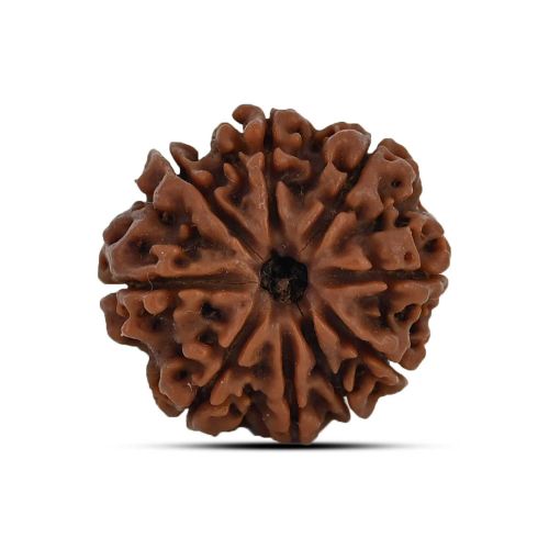 9 Mukhi Rudraksha 24.15 M.M.