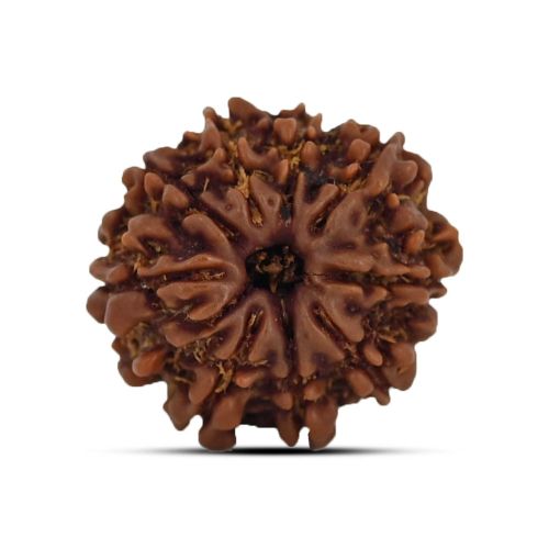 9 Mukhi Rudraksha (Nepal) 21.23 MM