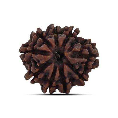 9 Mukhi Rudraksha 22.8 M.M.