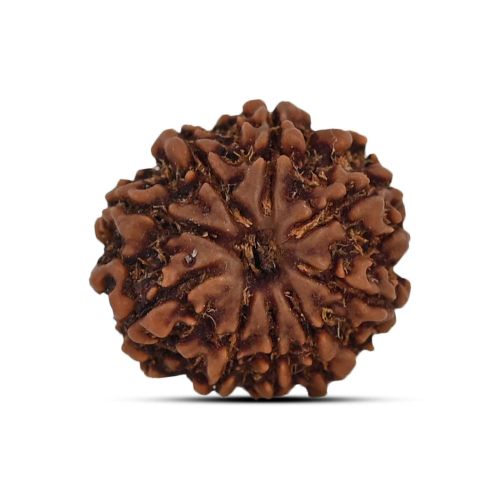 9 Mukhi Rudraksha 19.33 M.M.