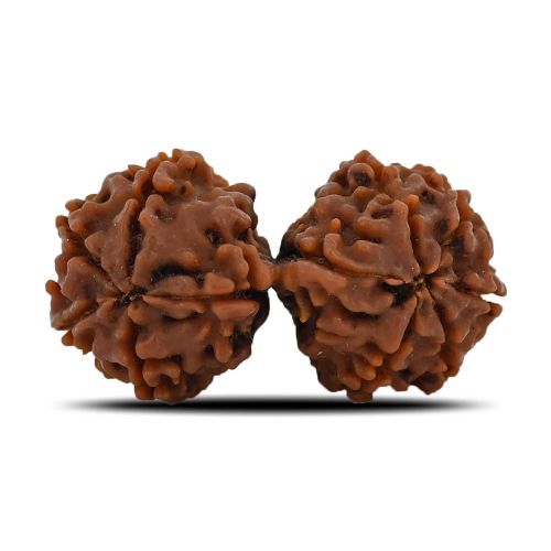 Natural 10 Mukhi (Ten Mukhi) Gauri Shankar Rudraksha (Nepal) GJSPC Certified 33.58 M.M.