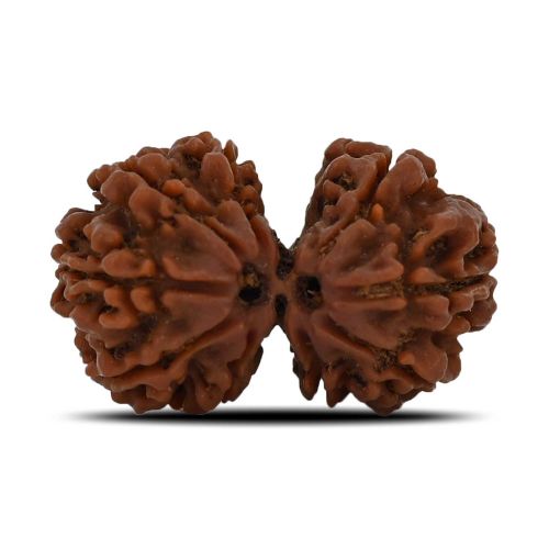 Natural 9 Mukhi (Nine Mukhi) Gauri Shankar Rudraksha (Nepal) GJSPC Certified 30.11 M.M.