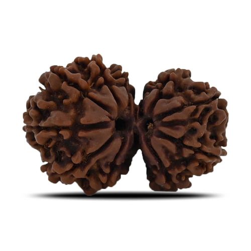 Natural 11 Mukhi (Elevan Mukhi) Gauri Shankar Rudraksha (Nepal) GJSPC Certified 30.88 M.M.