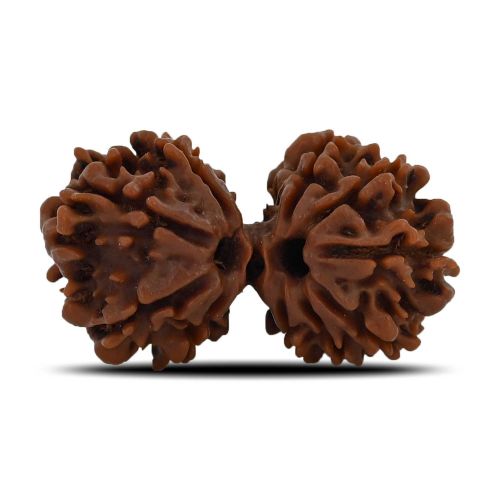 Natural 10 Mukhi (Ten Mukhi) Gauri Shankar Rudraksha (Nepal) GJSPC Certified 34.55 M.M.