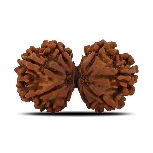 Natural 8 Mukhi (Eight Mukhi) Gauri Shankar Rudraksha (Nepal) GJSPC Certified 32.55 M.M.