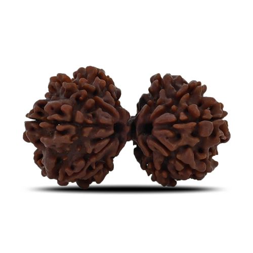 Natural 10 Mukhi (Ten Mukhi) Gauri Shankar Rudraksha (Nepal) GJSPC Certified 32.92 M.M.