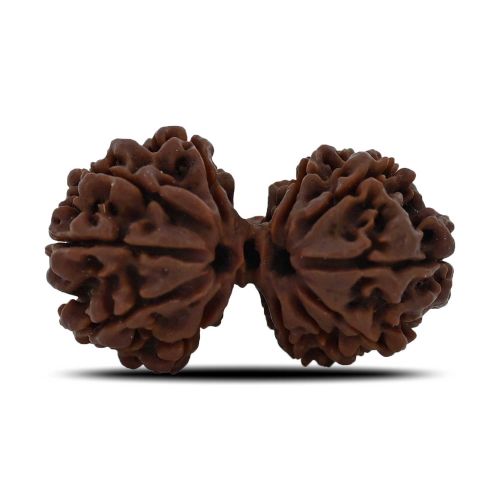 Natural 11 Mukhi (Elevan Mukhi) Gauri Shankar Rudraksha (Nepal) GJSPC Certified 35.02 M.M.