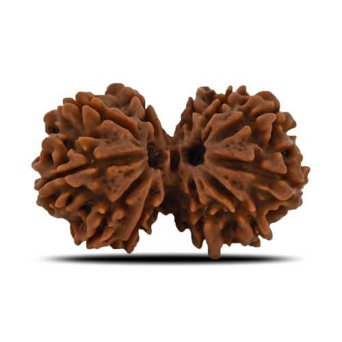 Natural 11 Mukhi (Elevan Mukhi) Gauri Shankar Rudraksha (Nepal) GJSPC Certified 30.25 M.M.