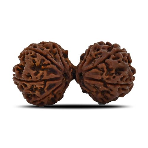 Natural 9 Mukhi (Nine Mukhi) Gauri Shankar Rudraksha (Nepal) GJSPC Certified 40.55 M.M.